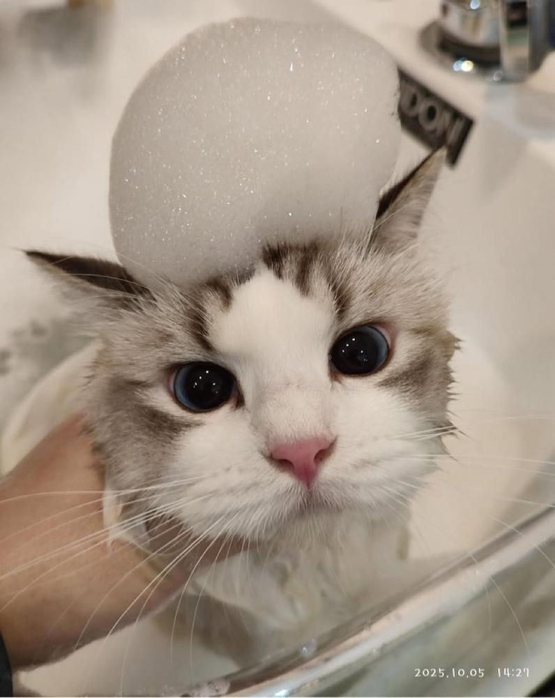 pet salons singapore - nekomori cat salon