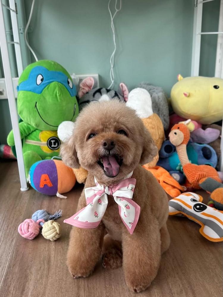 pet salons singapore - pets' mark