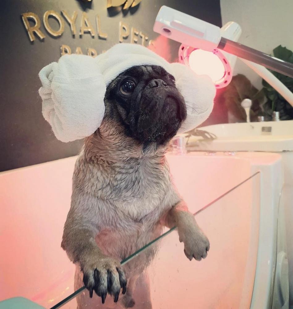 pet salons singapore - royal pets paradise