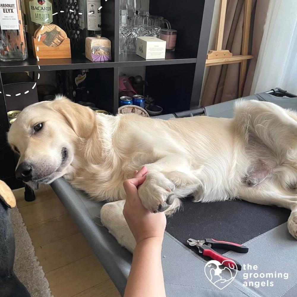 pet salons singapore - the grooming angels 2