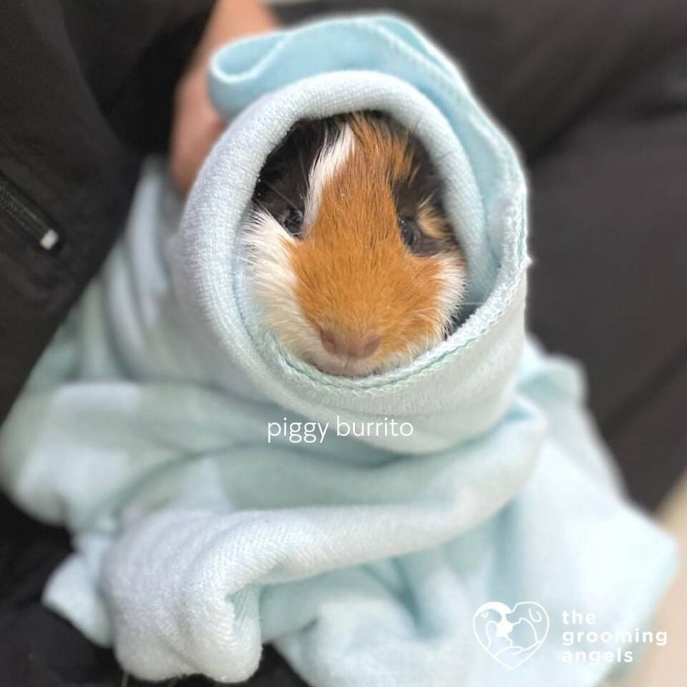 pet salons singapore - the grooming angels