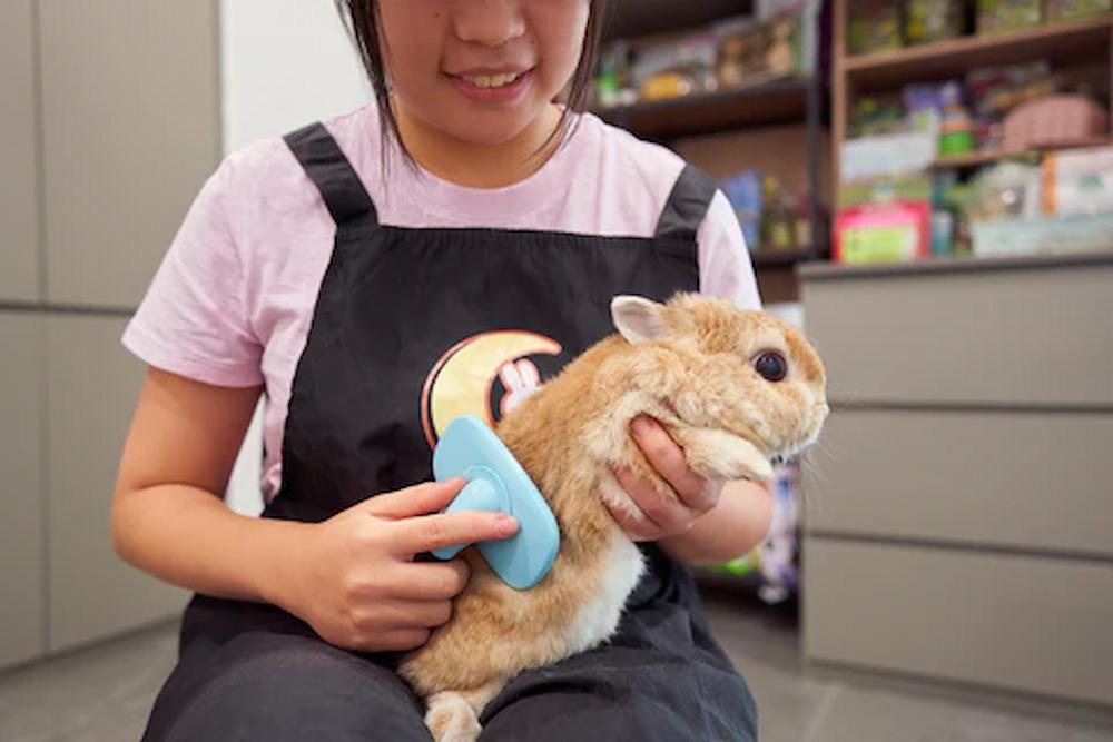 pet salons singapore - the moon bunny