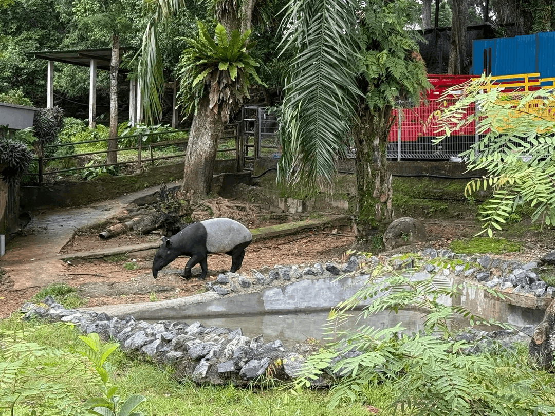 Free JB Shuttle Bus Johor Zoo Tapir