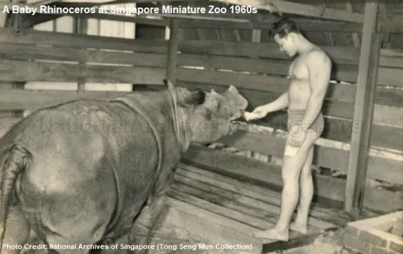 Singapore Miniature Zoo Rhino