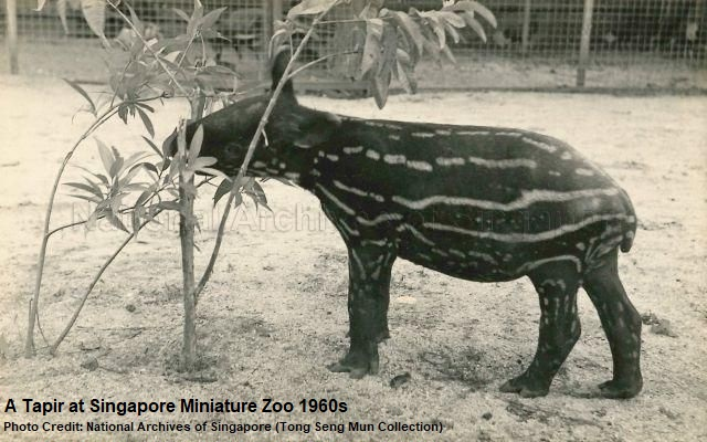 Singapore Miniature Zoo Tapir