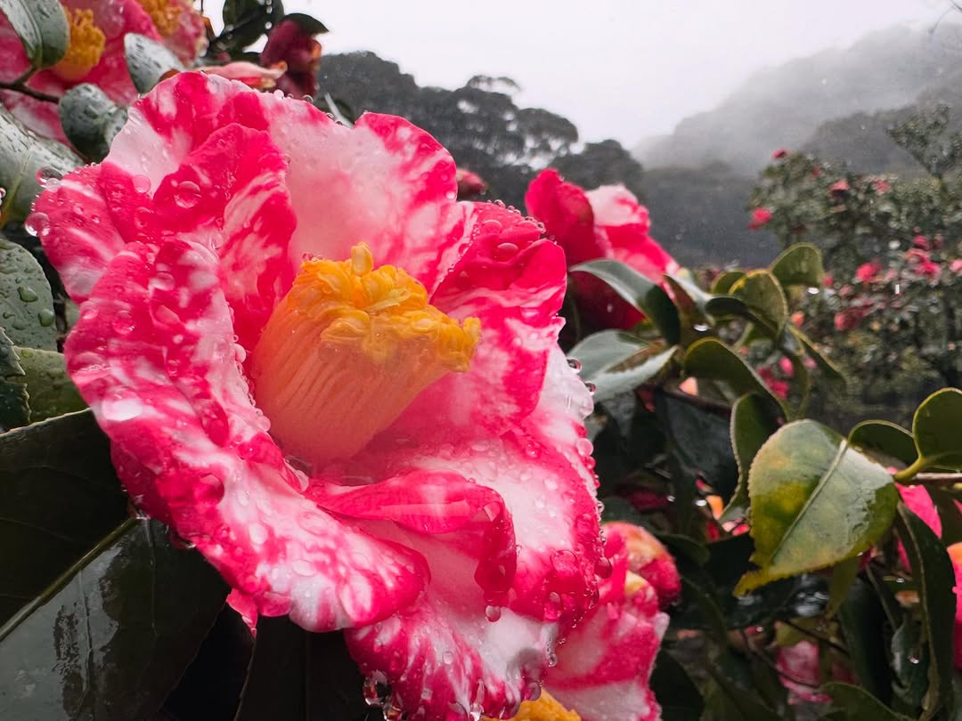 camellia in full bloom at the Izu Oshima Camellia Festival