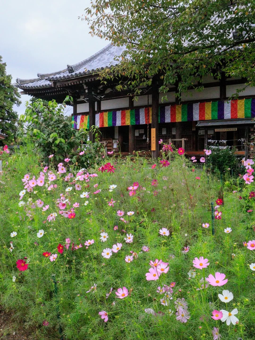 cosmos in Hannya-ji Temple