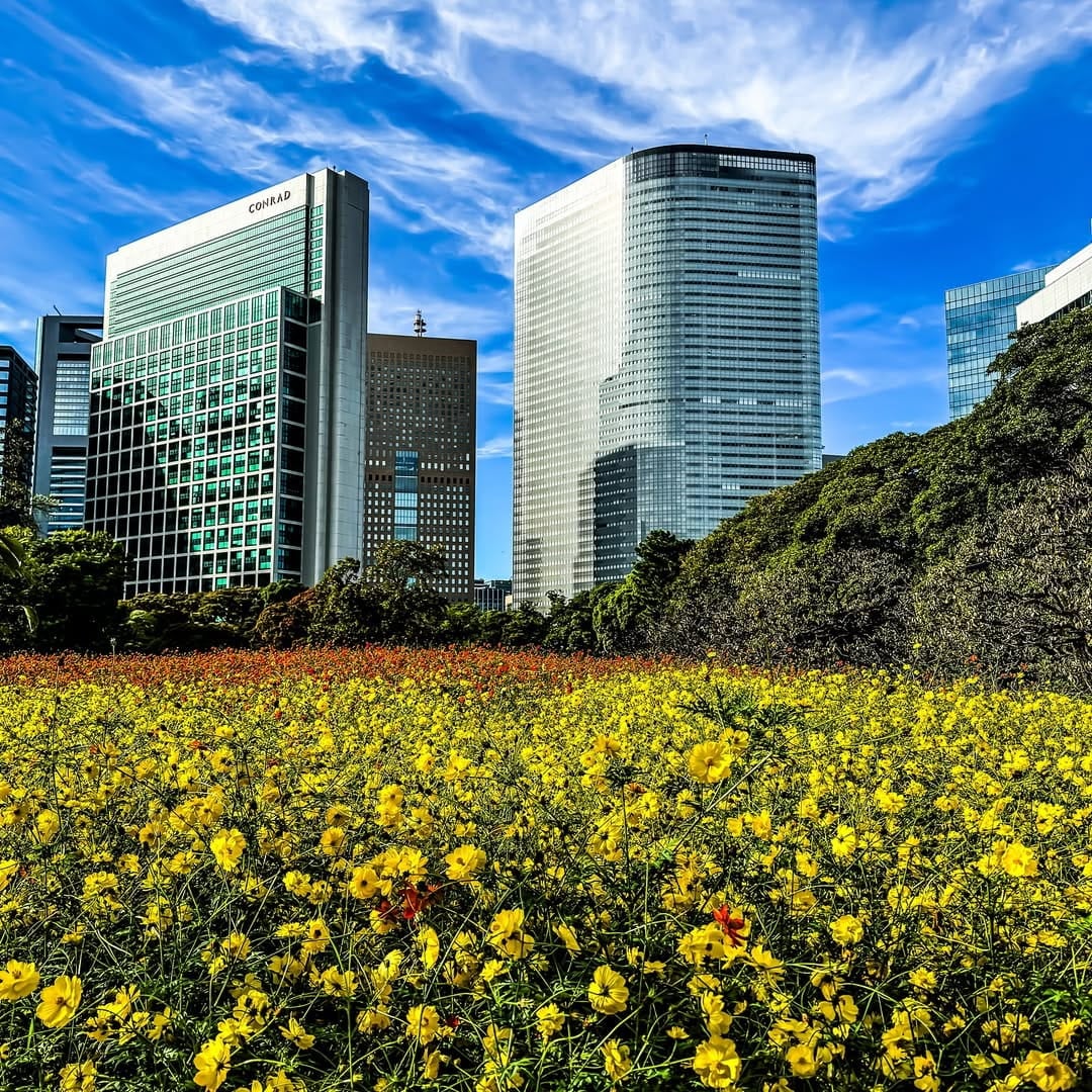 yellow kibana cosmos in the Hama-rikyu Gardens