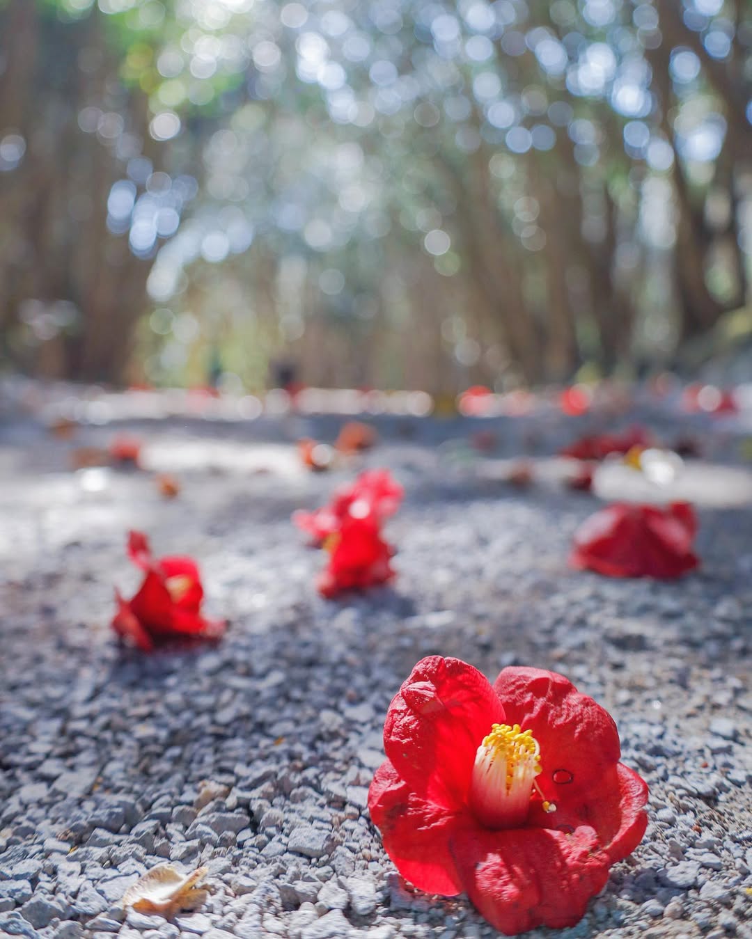 fallen camellias in the Mount Kasayama Camellia Grove