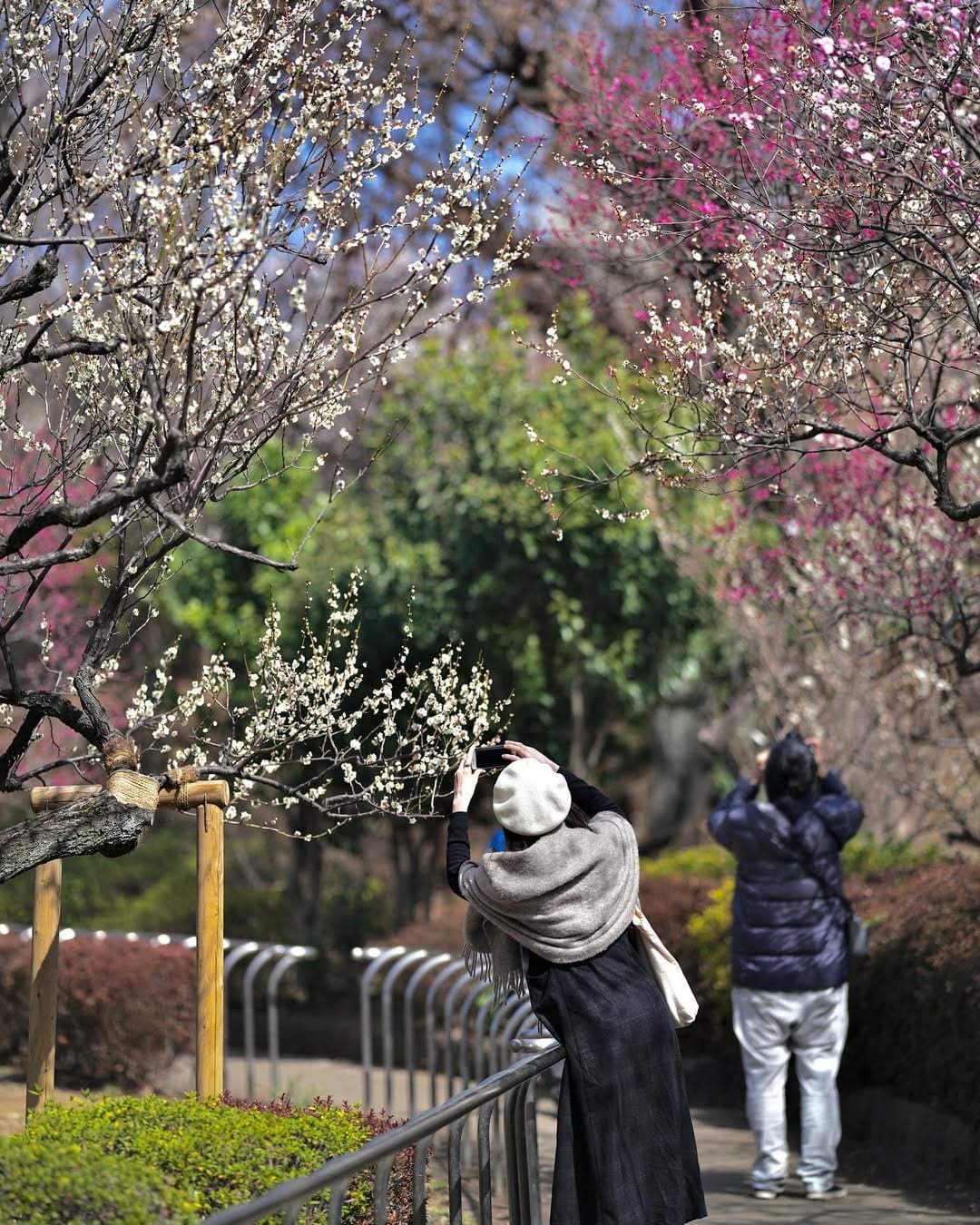 plum trees in Hanegi Park