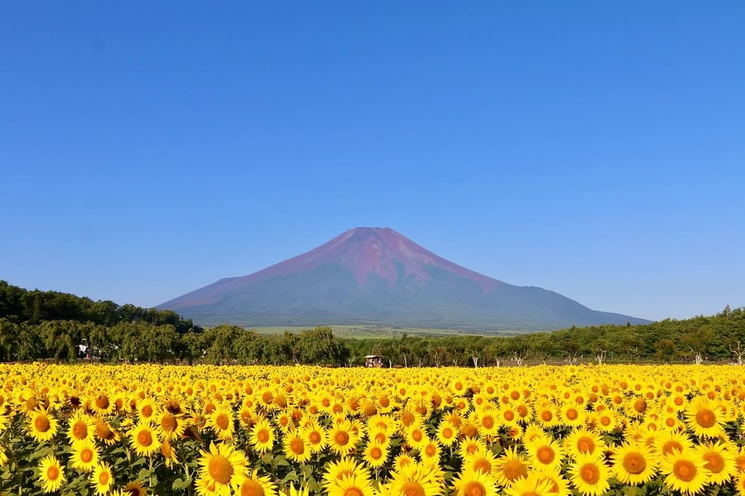 sunflowers in Yamanakako Hana no Miyako Park with Mount Fuji in the background