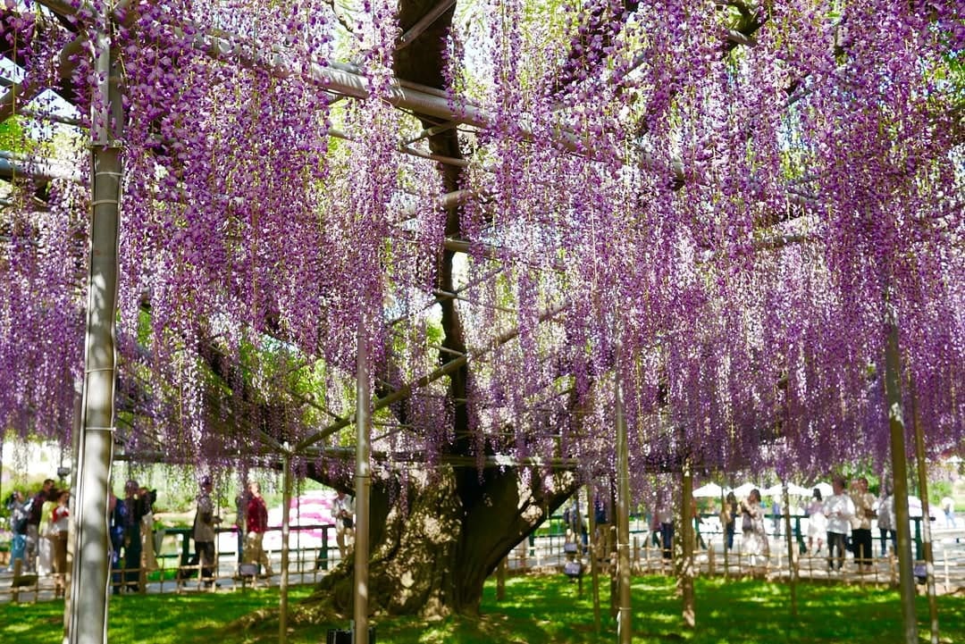 wisteria tree in Ashikaga Flower Park