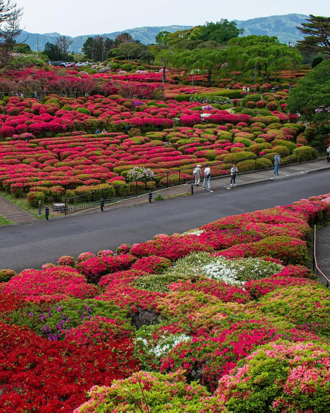 azaleas in Komuroyama Park