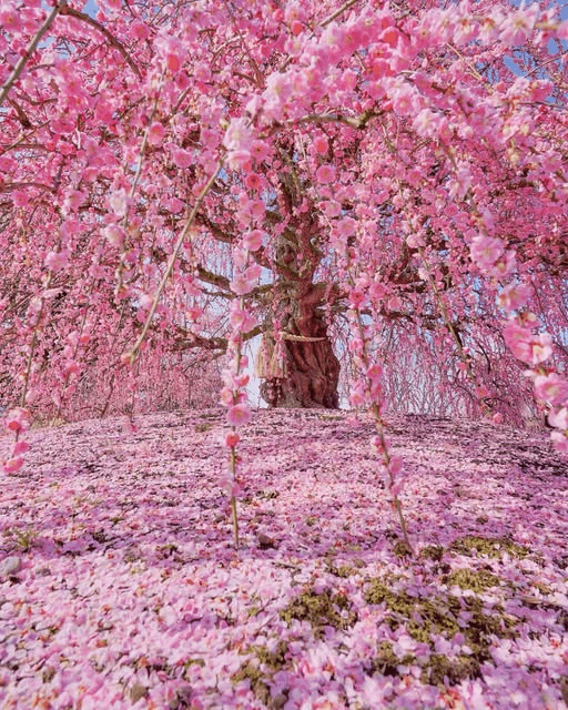 a plum tree in full bloom in Suzuka Forest Garden
