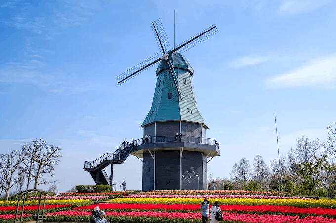 Dutch-style windmill surrounded by tulips in Kasumigaura Comprehensive Park