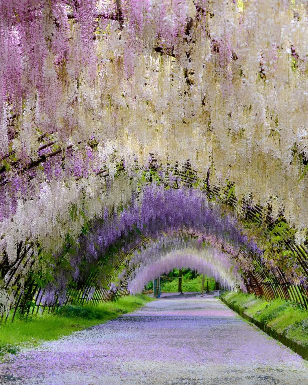 100-metre long wisteria tunnel in Kawachi Fujien Garden