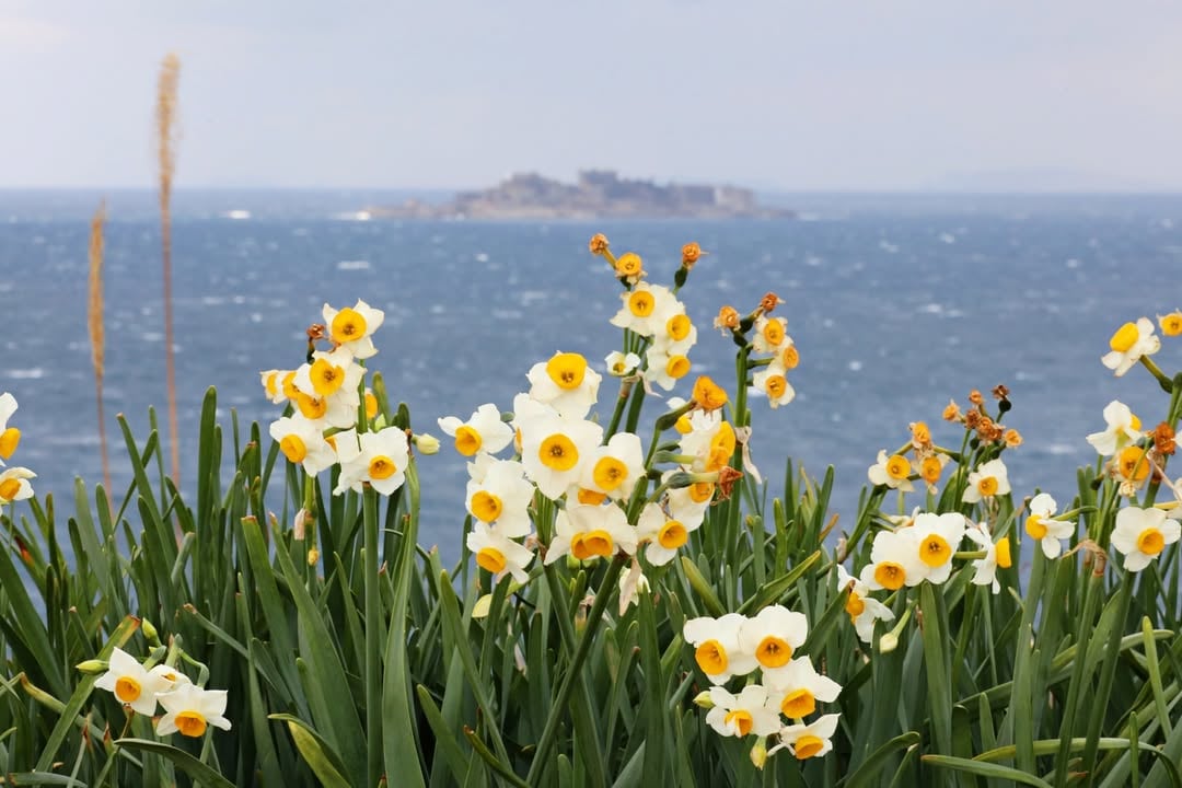 daffodils in Awaji Island