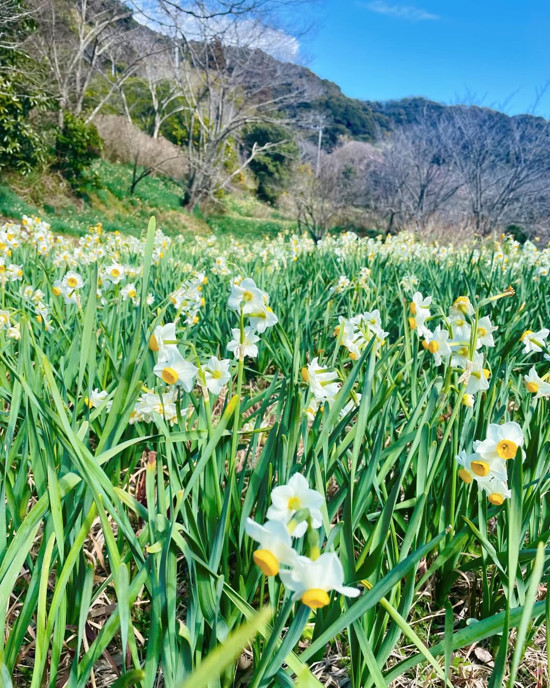 daffodils in Echizen Cape Narcissus Land