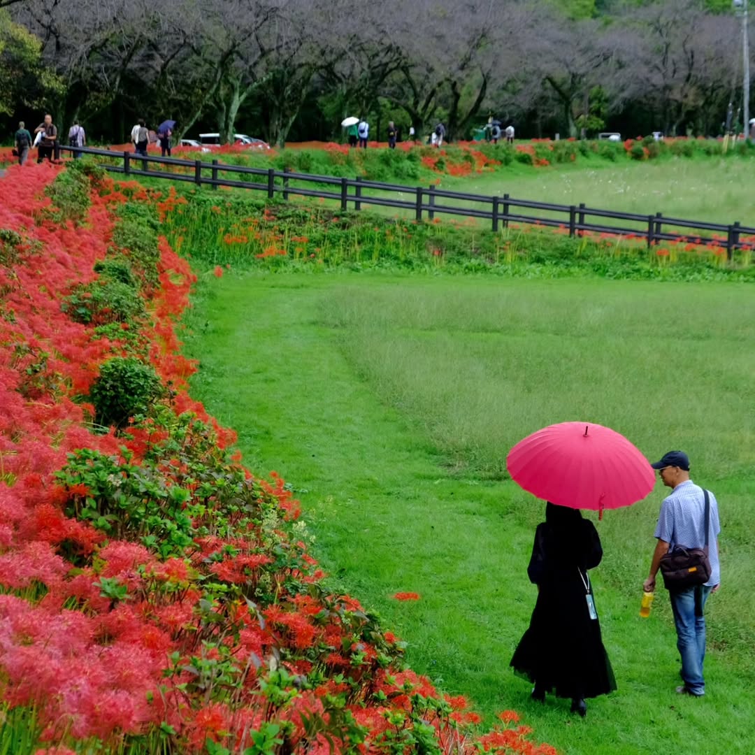 red spider lilies in Kinchakuda Manjushage Park
