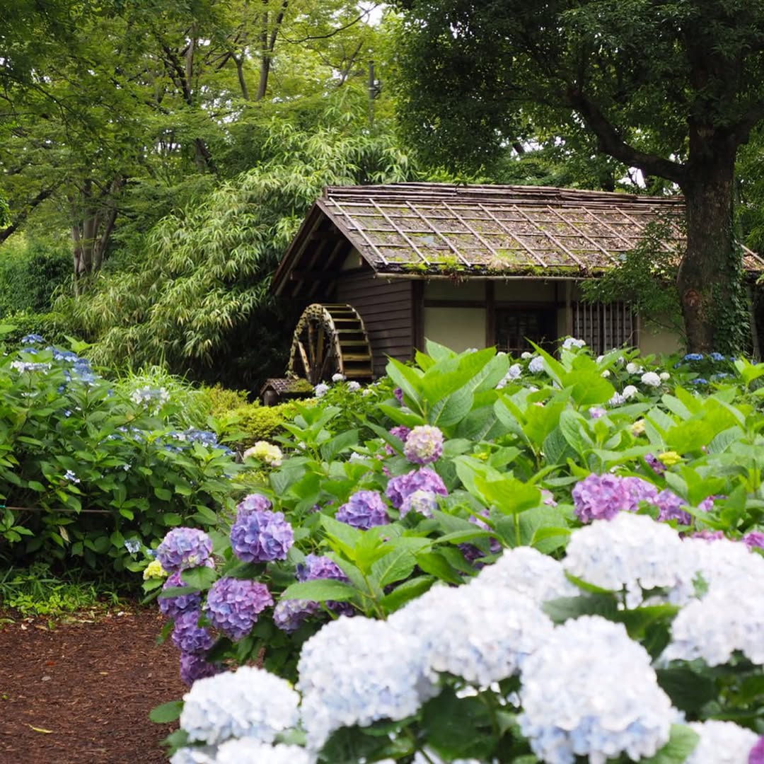 hydrangeas in Kyodo No Mori Historical Museum