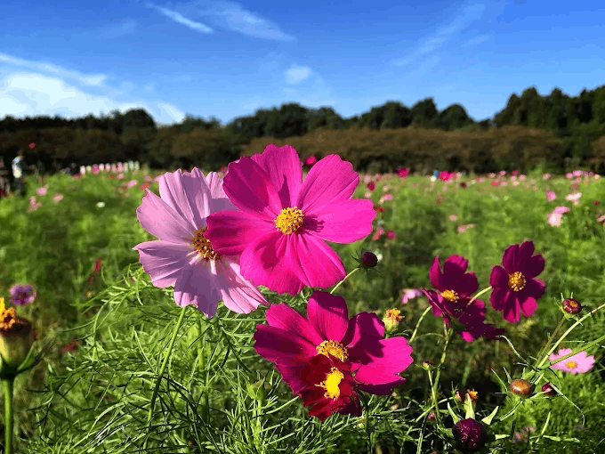cosmo flowers in Kinchakuda Manjushage Park