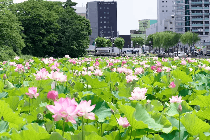 lotus flowers in Senshu Park