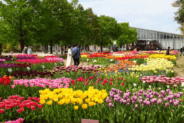 Tonami Tulip Festival in Sapporo