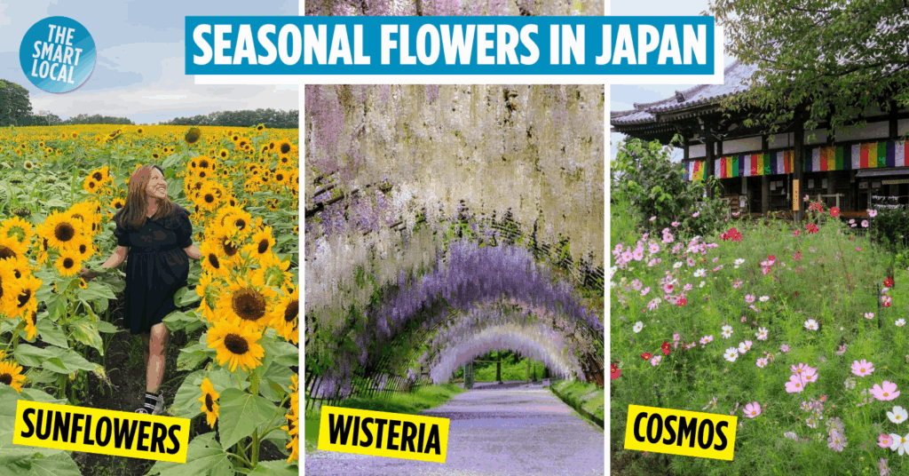 flowers in japan - cover