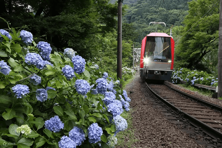 hydrangeas at the Hakone Tozan Railway