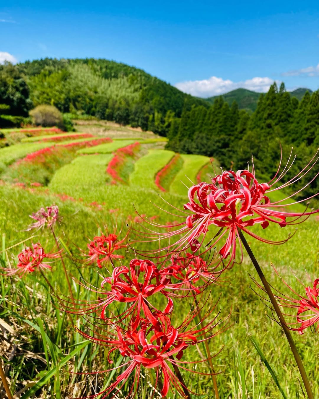 red spider lilies at the Yoshibi Rice Terrace