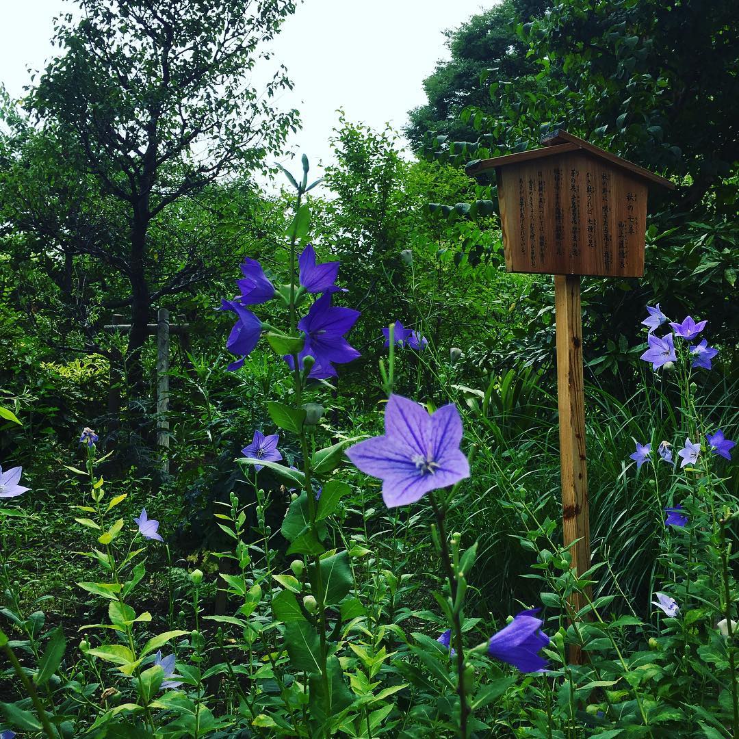 chinese bellflowers in the Mukojima-Hyakkaen Gardens