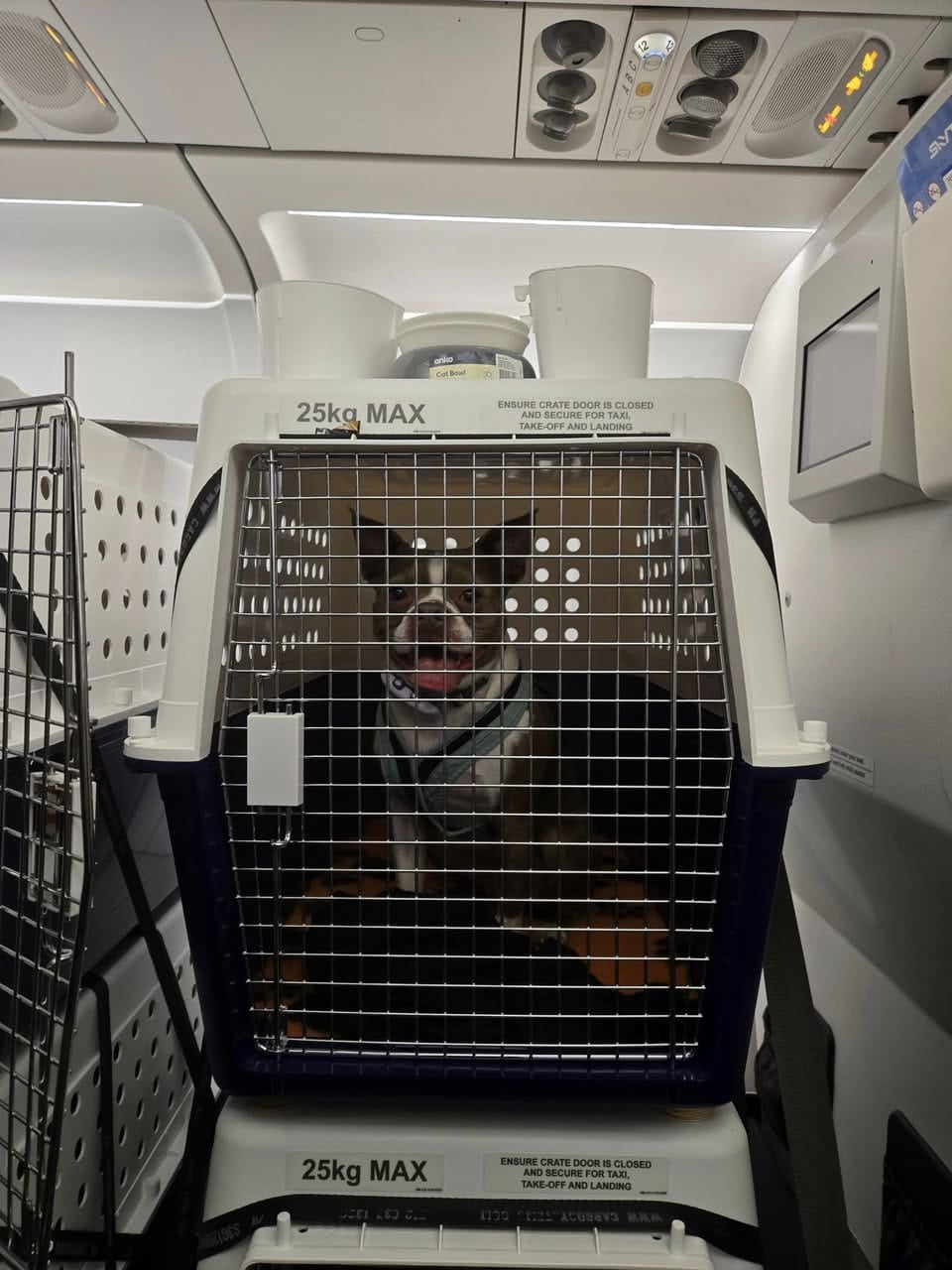 guide to travelling with pets - best airlines and crate/carrier restrictions