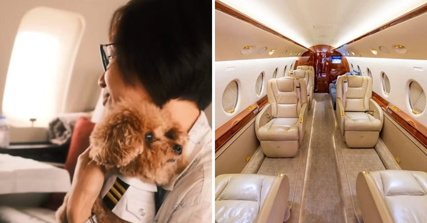 guide to travelling with pets - best airlines (singapaw air)_
