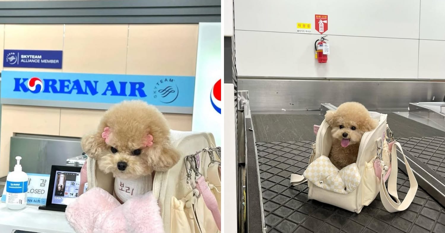 guide to travelling with pets - best airlines and crate/carrier restrictions