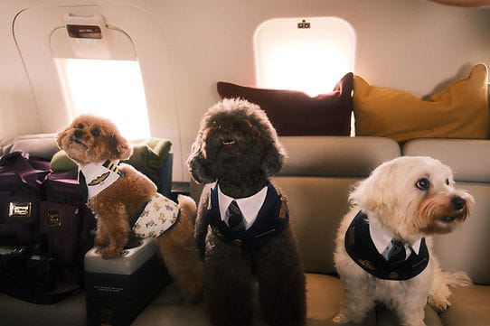 guide to travelling with pets - best airlines (singapaw air)_
