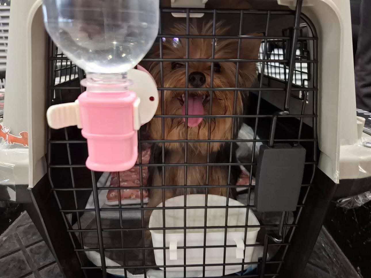 guide to travelling with pets - best airlines and crate/carrier restrictions