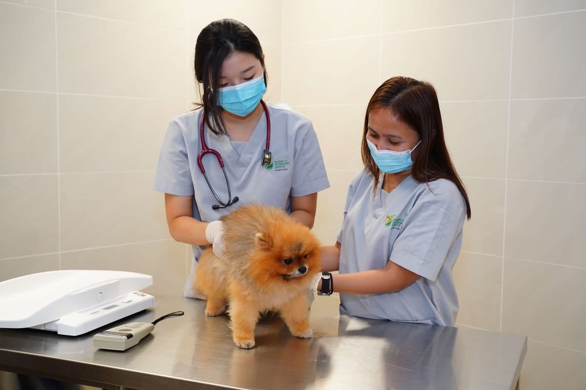 guide to travelling with pets - animal and veterinary service veterinary certification requirement