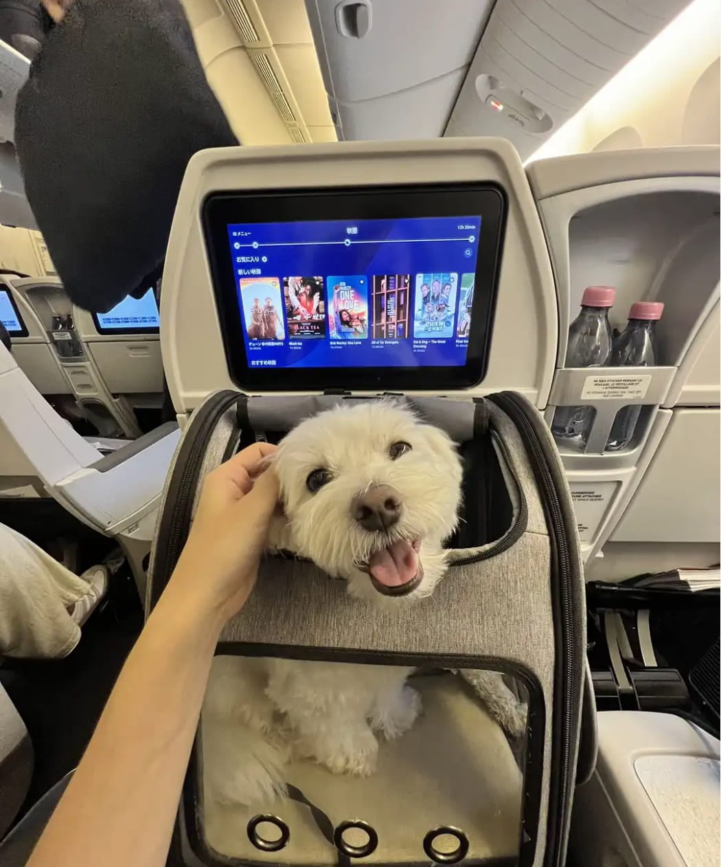 guide to travelling with pets - best airlines and crate/carrier restrictions