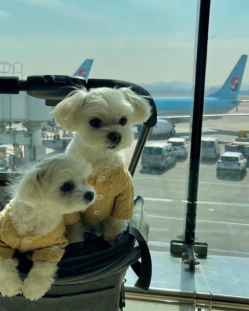 guide to travelling with pets - best airlines (korean air)_