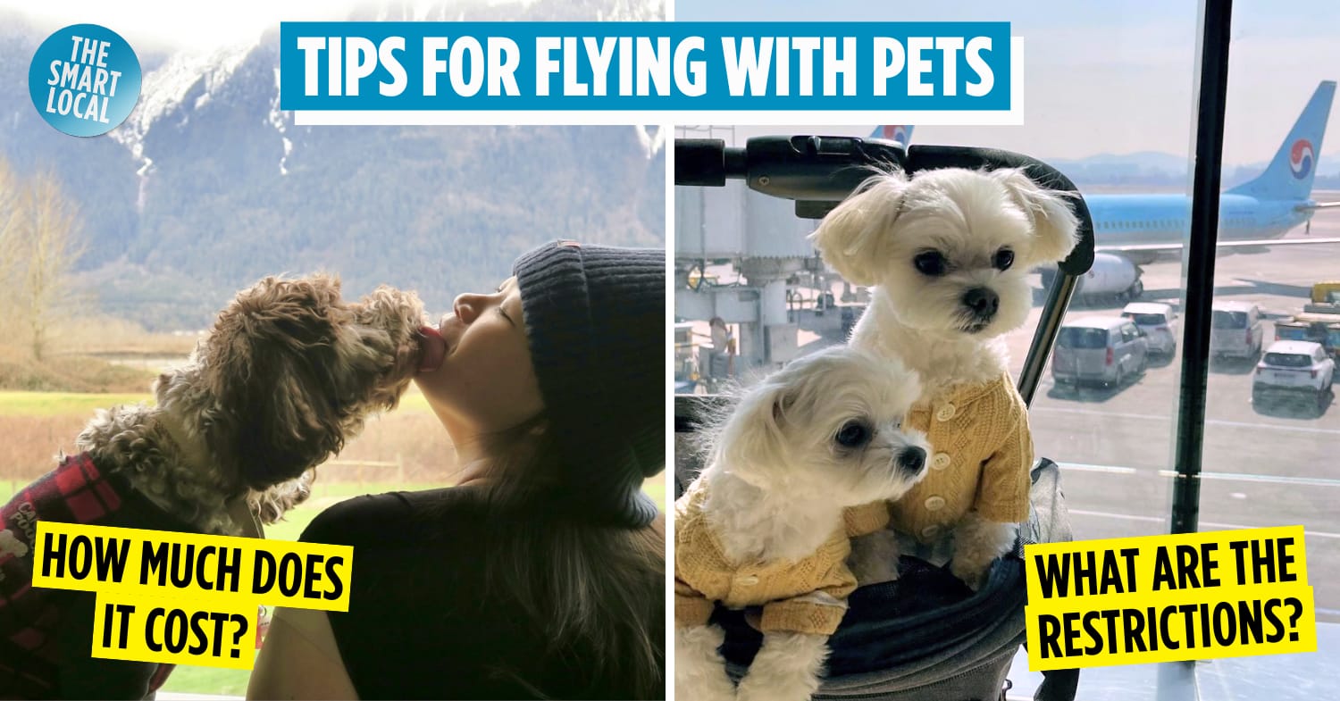 guide to travelling with pets - best airlines and countries to visit