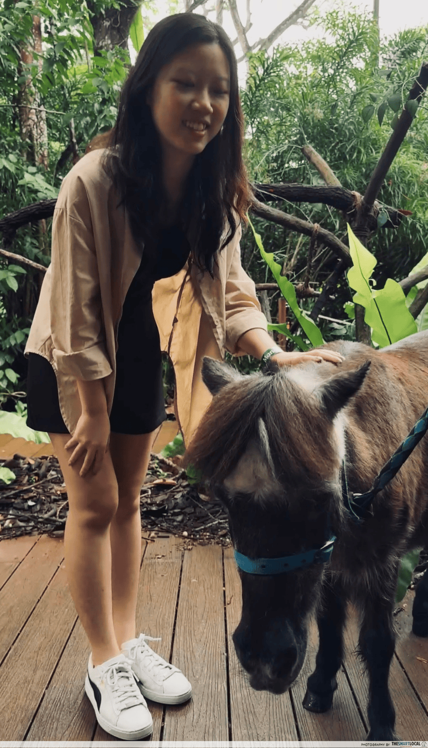 Singapore Zoo Breakfast in the Wild - Falabella appearance (2)