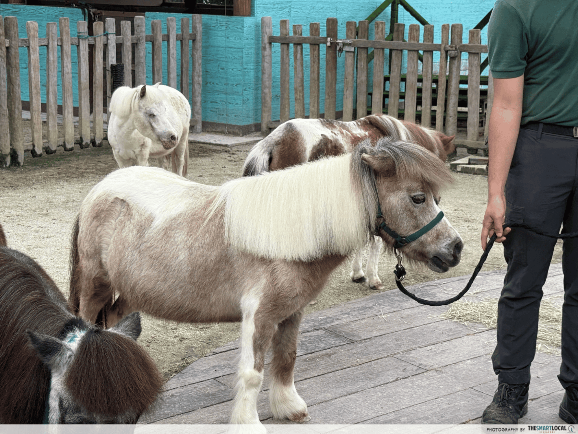 Hello From The Wild Horse - Arabella