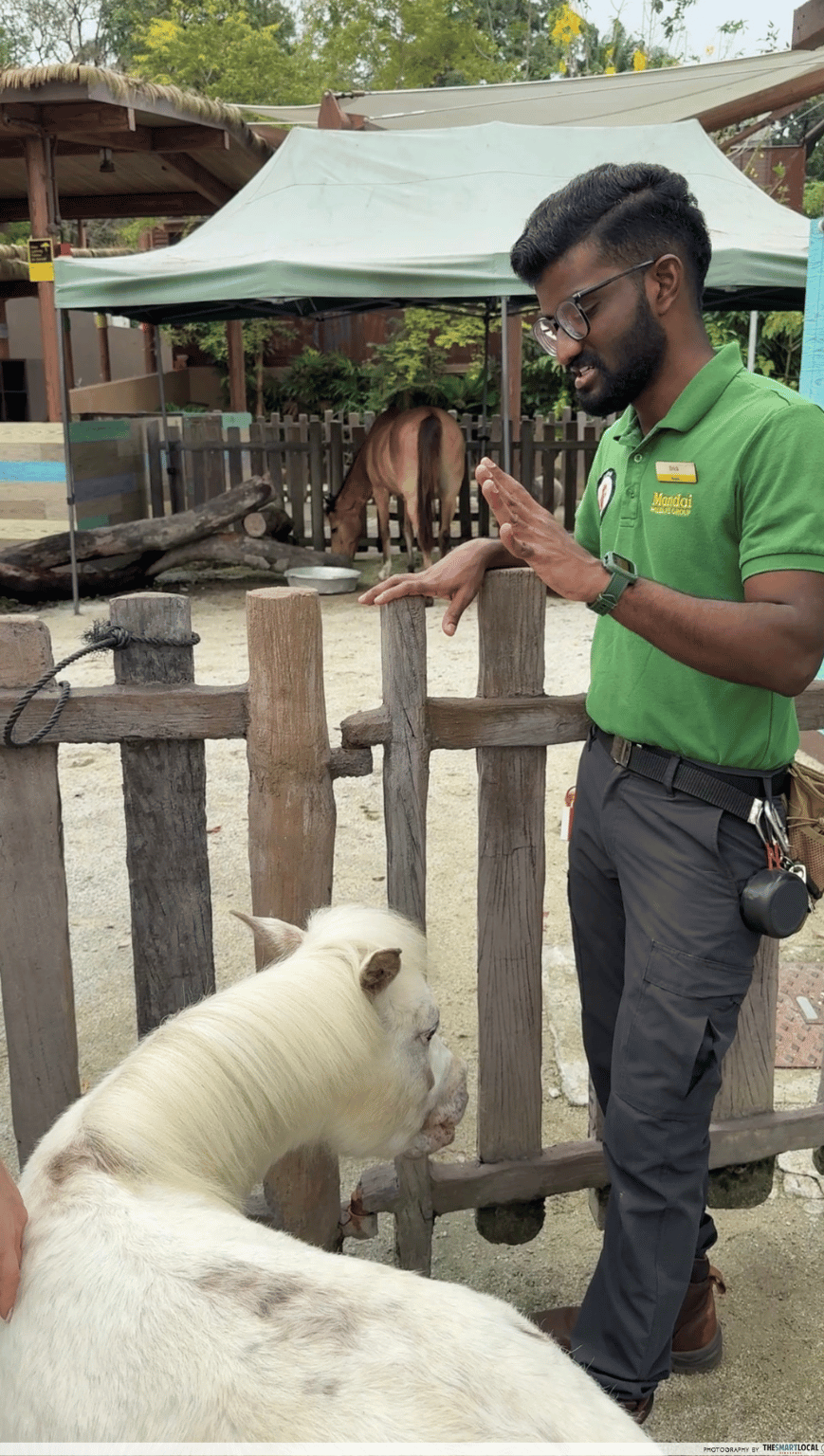 Hello From The Wild Horse - Buddy the Pony