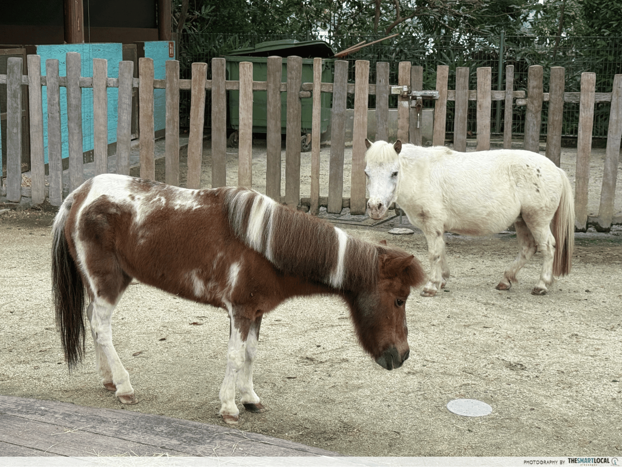 Hello From The Wild Horse - Flamenca & Fable