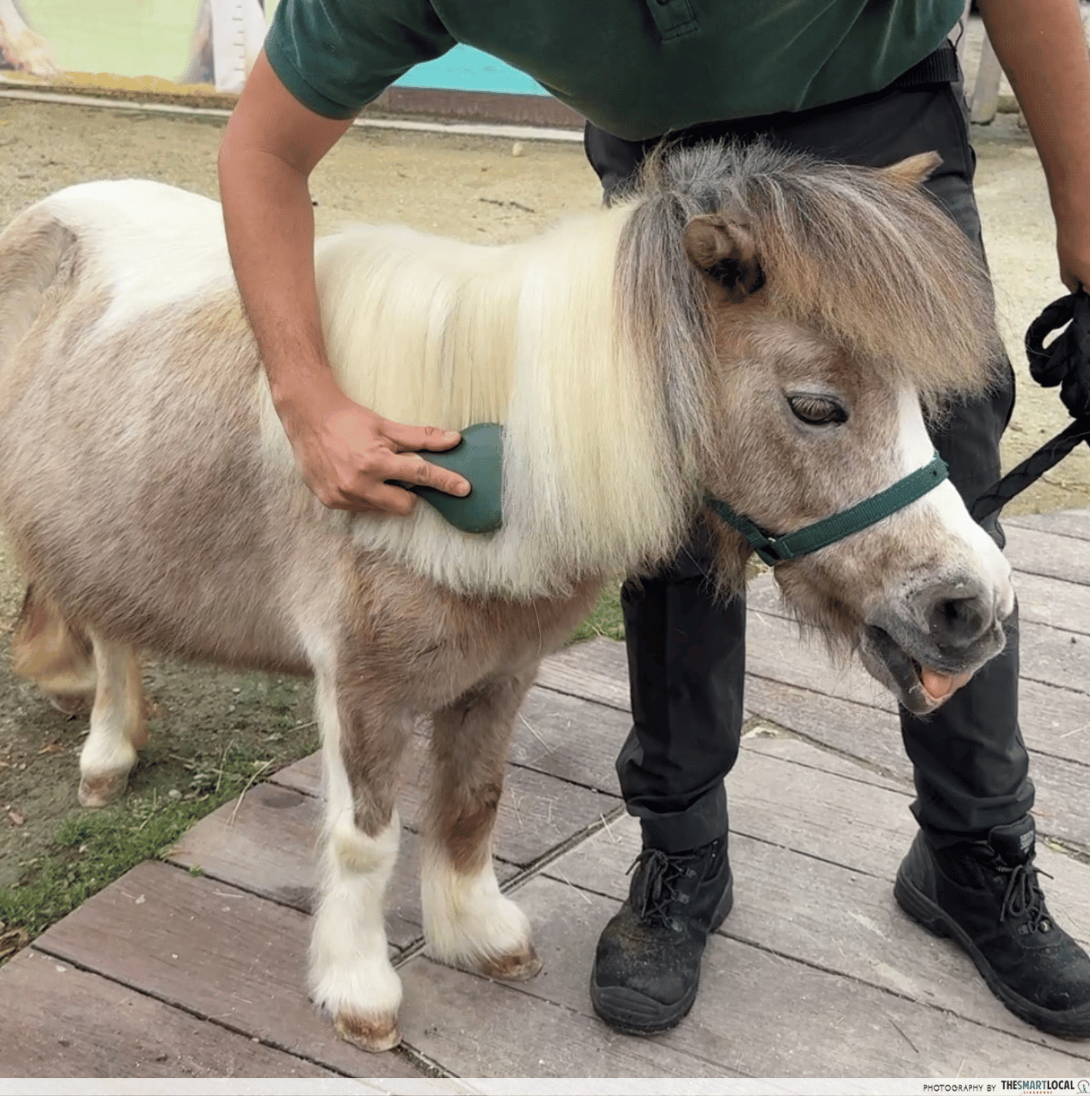 Hello From The Wild Horse - Groom the Falabellas