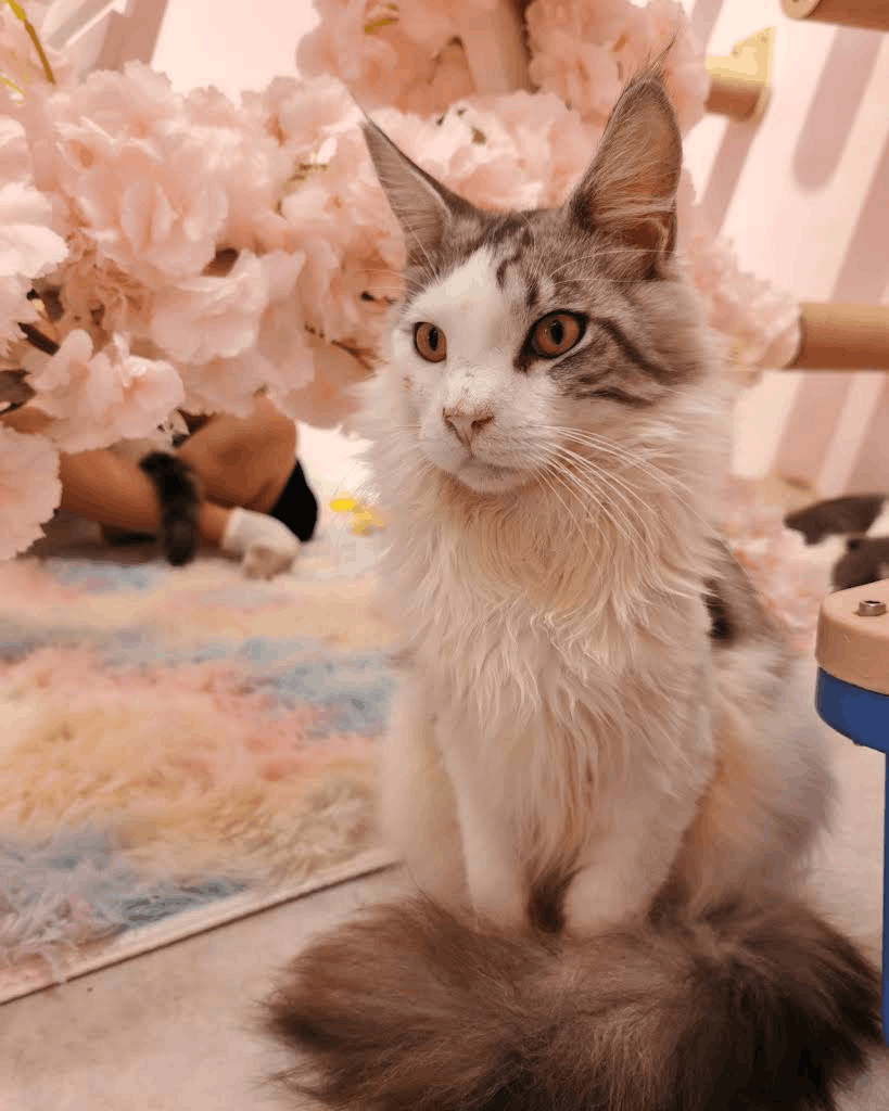 Bukit Indah Inuyama Cat Cafe