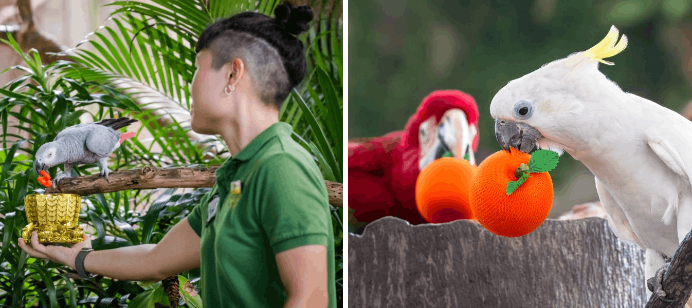 Mandai CNY 2026 Parrots