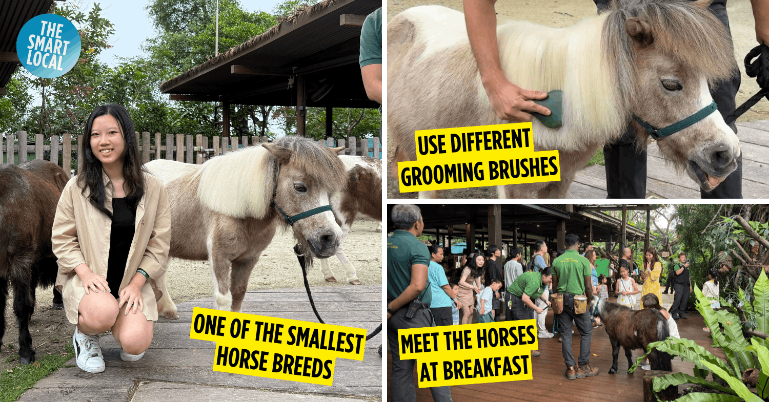 There’s A New Animal Experience At Singapore Zoo, Where You Can Meet, Greet & Groom Cute Mini Horses