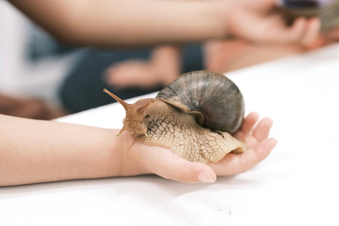 WholeSnail Snail Farm - European Garden Snail