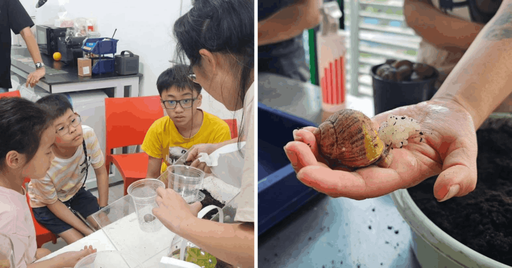WholeSnail: SG’s 1st Snail Farm With A Petting Zone